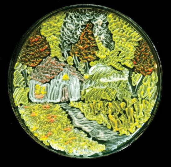 【微生物處理保存試劑】微生物的六種保存方法
