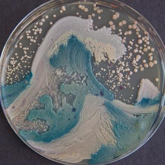 【微生物處理保存試劑】微生物的六種保存方法