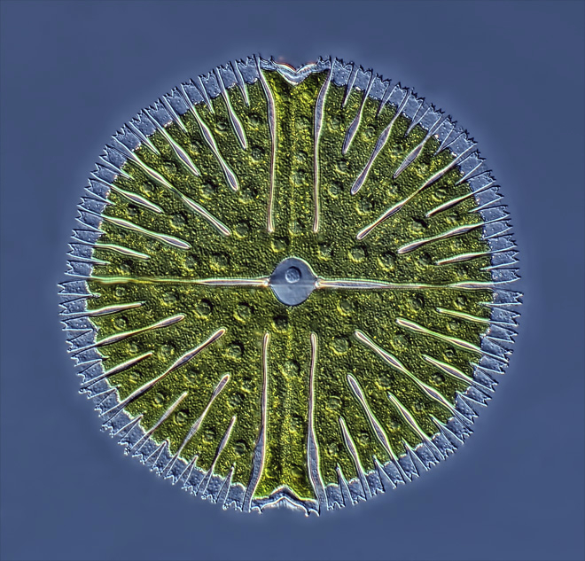 【微生物處理保存試劑】微生物的六種保存方法