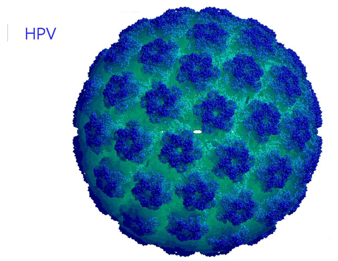 「HPV保存液」HPV的診斷主要是靠監測宮頸上皮組織內的HPV DNA